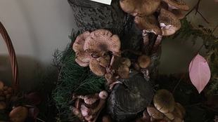 lecz-wystawa3 (2).jpg